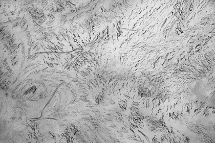 Alan Sonfist, Earth under the Ancient Beech Alan Sonfist, Earth under the Ancient Beech