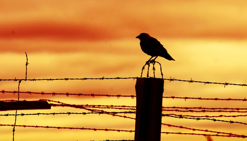 Bird sitting on a fence