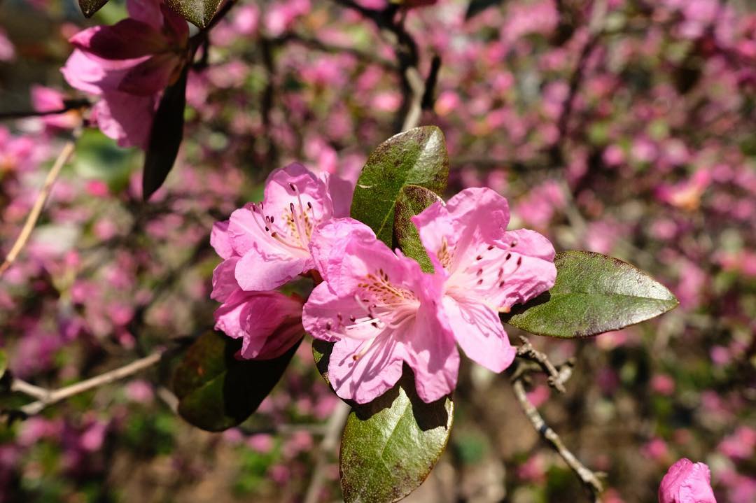 grounds pink flowers