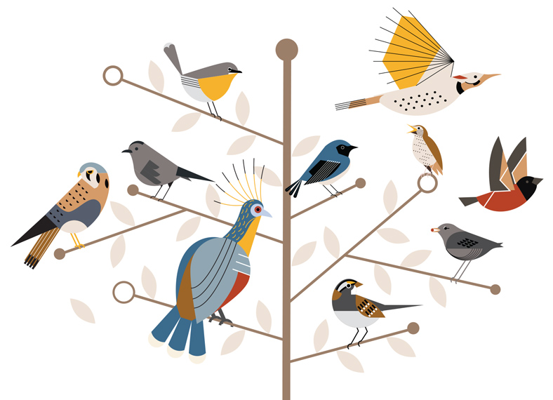 Illustrated American dipper, American kestrel, Gray catbird, Black-throated blue warbler, Northern flicker, Yellow-breasted chat, White-throated sparrow, wood thrush, hoatzin, and red siskin, all illustrated