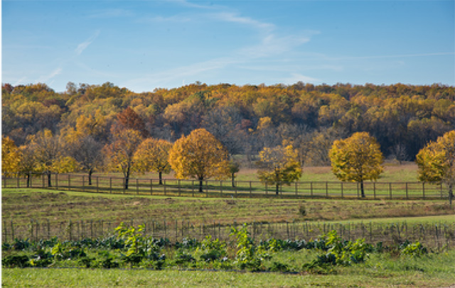 Airlie farm